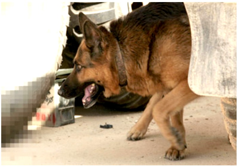 IED Recognition for K9 Handlers